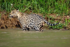Jaguar_im_Wasser